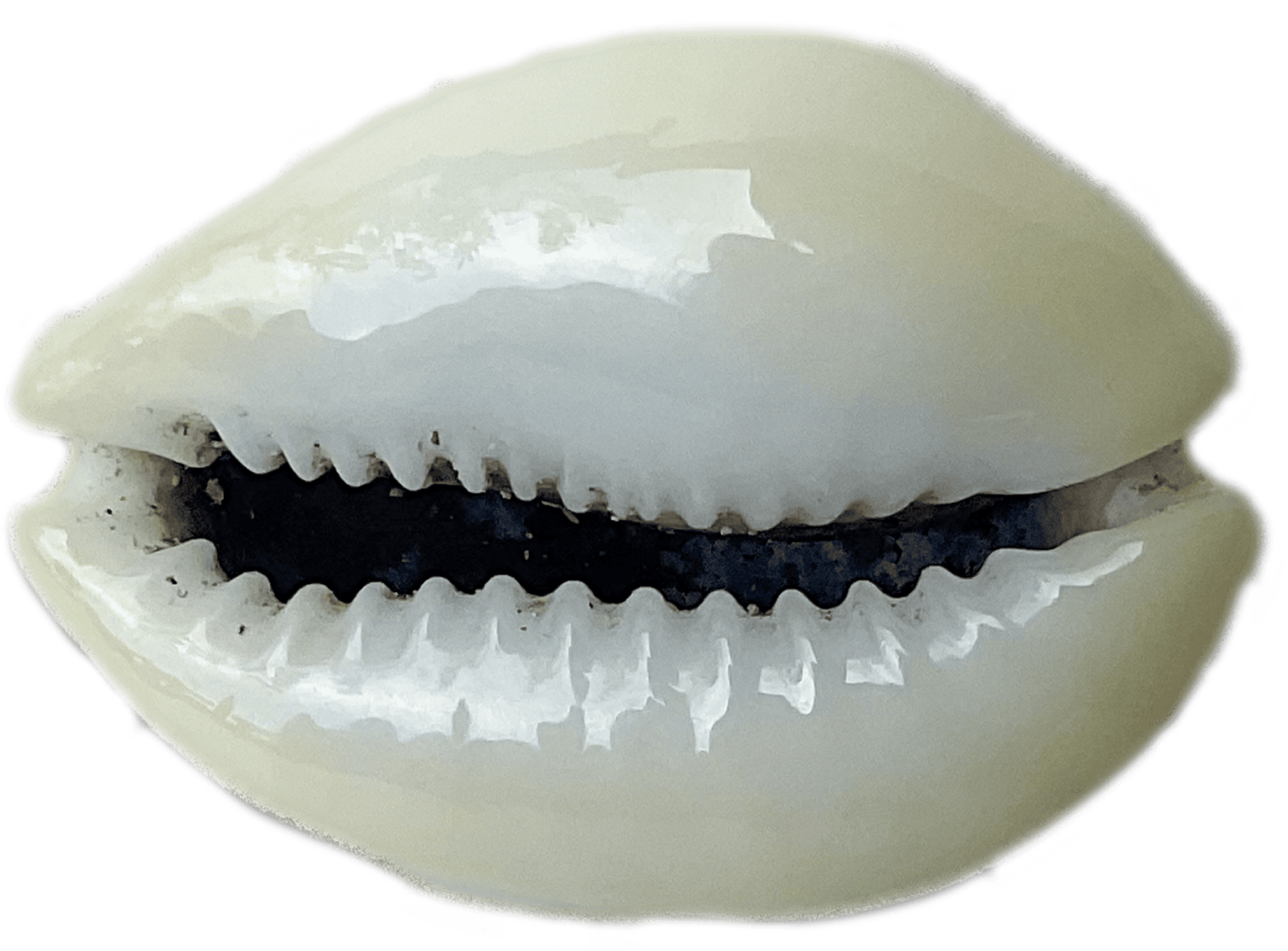 cypraea moneta