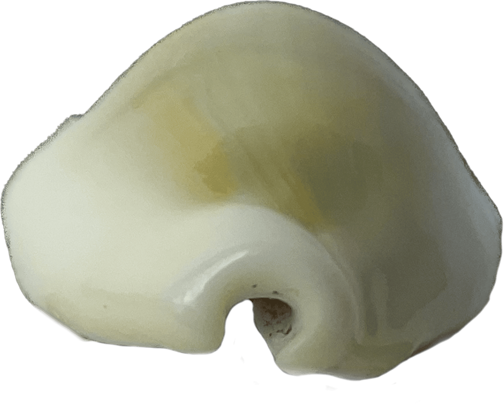 cypraea moneta
