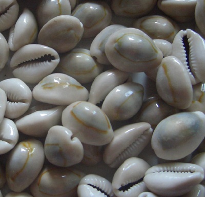 cypraea anulus