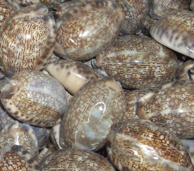 cypraea histrio