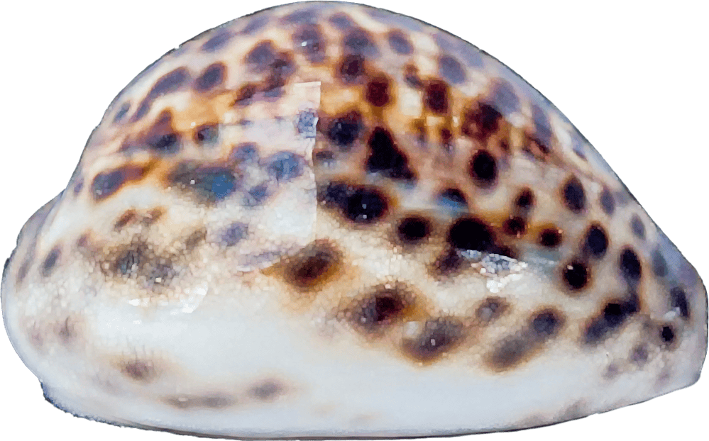 Cypraea tigris