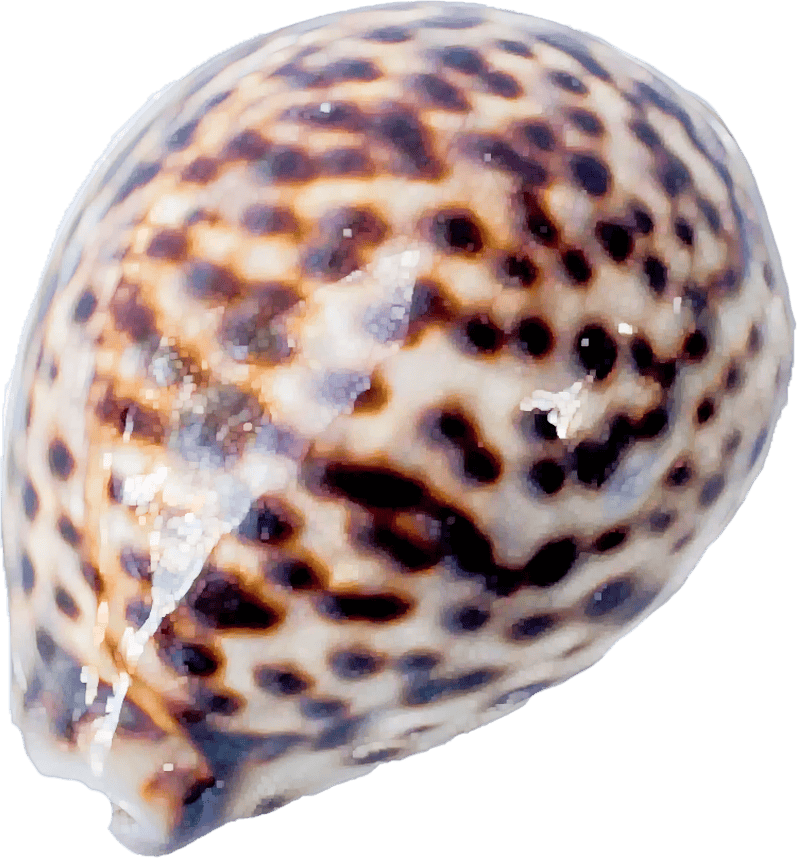 Cypraea tigris