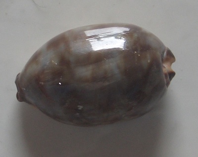 cypraea glantina
