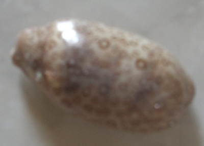 cypraea argus