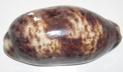 cypraea testudenaria