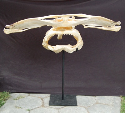 shark hammer fish bone head