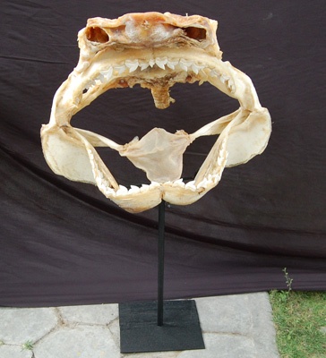 shark bone fish rare size tiger shark