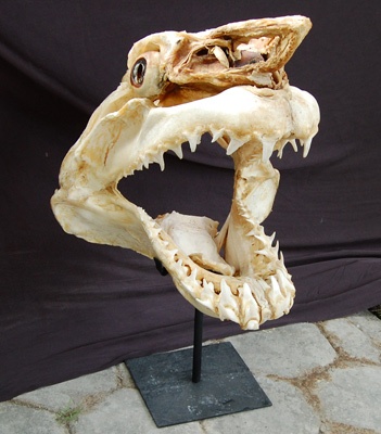 maco shark head bone art natural