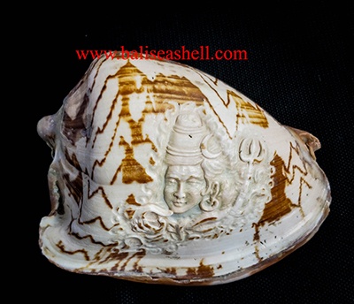 Cymbiola carving style Shiva God Ornament