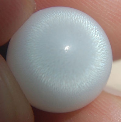 clam pearl natural indonesia