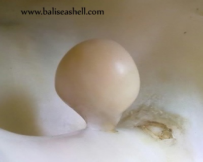 giant blister pearl from paua shell