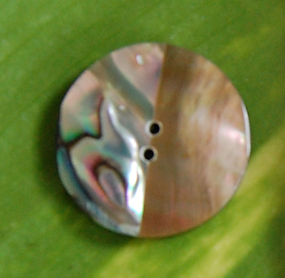 shell button paua and mabe shell