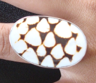 Shell Ring Conus